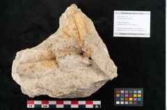Foto (Objekt + Etikett) von Rhododendron ponticum L. (NHMW-GEO-2024-0188-11345)